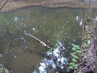 Fischsterben Wipper 1447